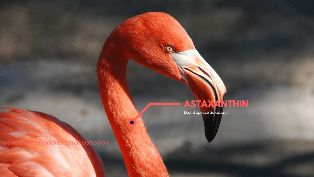 Astaxanthin – Superman der Antioxidantien?